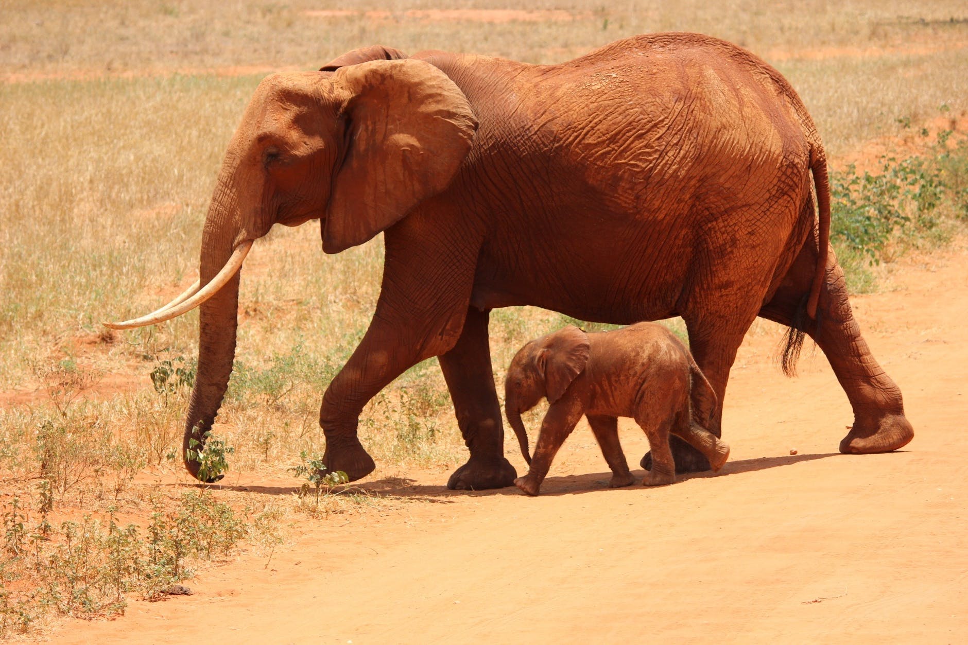 elephant cub kenya savanna