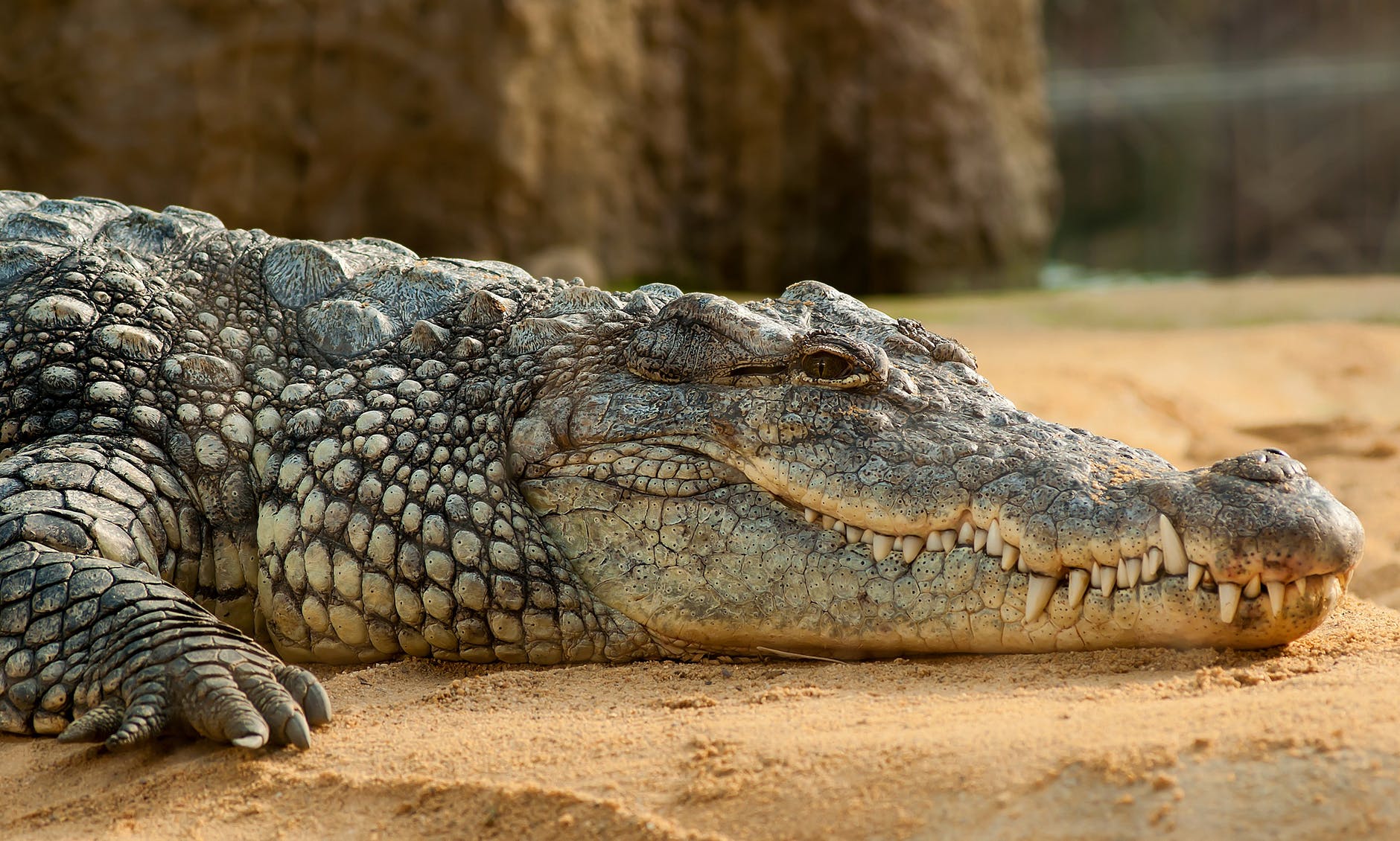 black crocodlie lying on ground