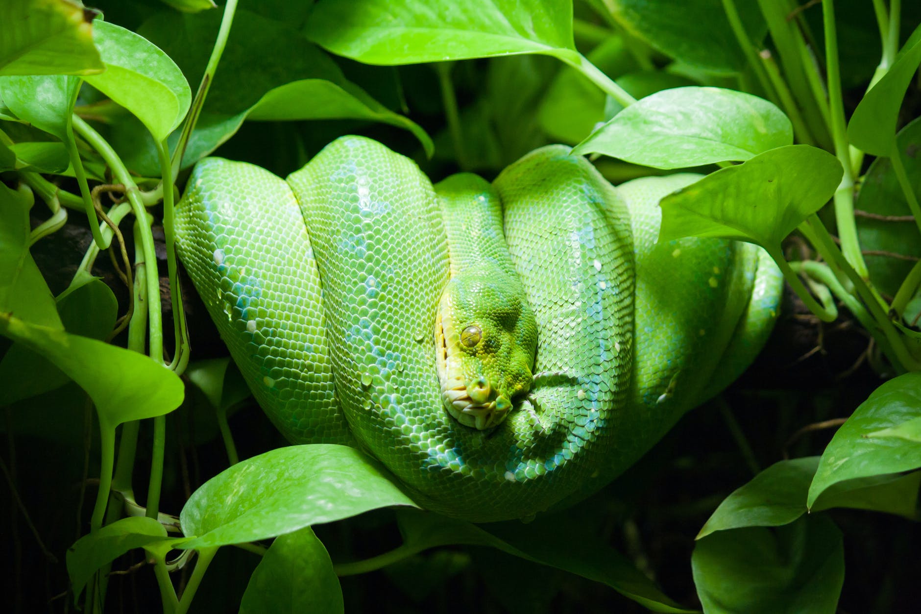 close up photo of green snake on leaves