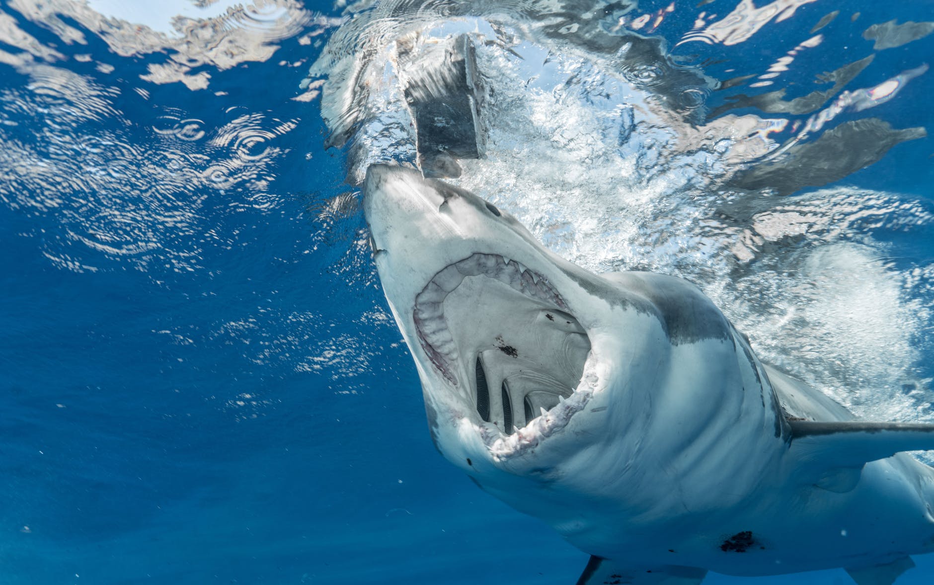 white and black shark in water