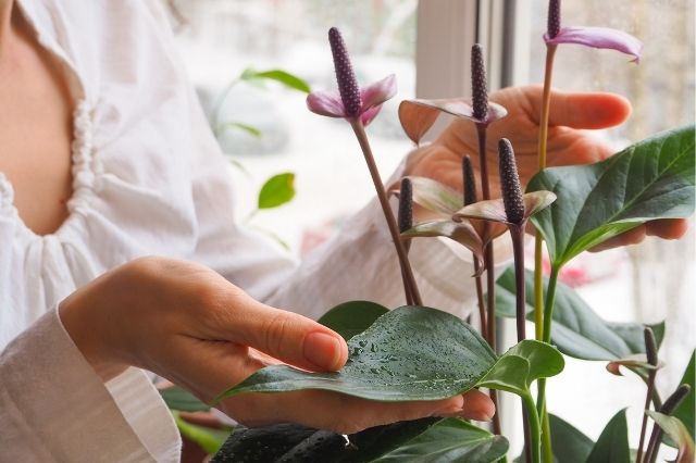 Antoryum Çiçeği Bakımı Nasıl Yapılır, Nasıl Yetiştirilir
