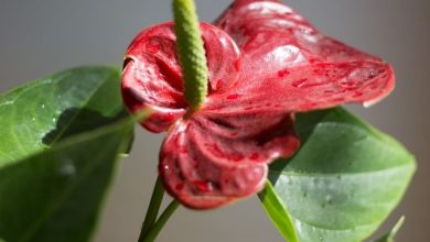 Antoryum Çiçeği Bakımı Nasıl Yapılır, Nasıl Yetiştirilir