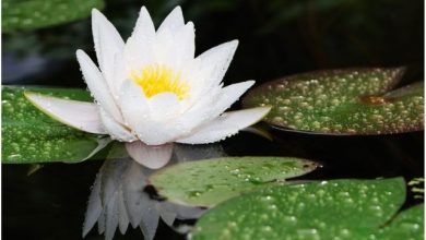 Lotus Çiçeği Anlamı Nedir?