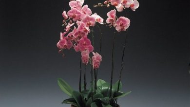 Orkideye Nasıl Çiçek Açtırılır, Nasıl Çoğaltılır? 
