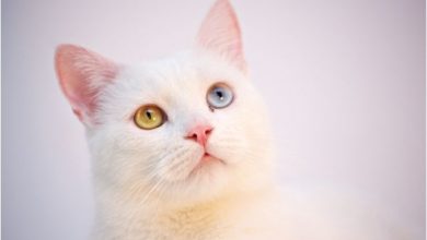 Tüy Dökmeyen Kedi Türleri Nelerdir?